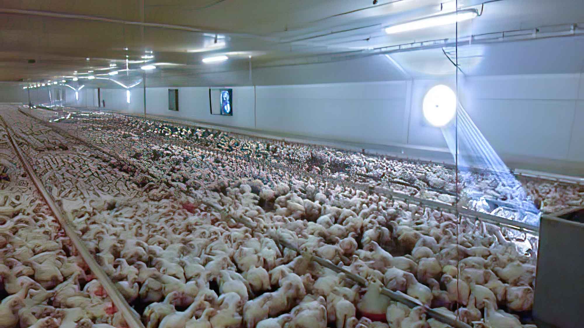 Bundestierschutzbeauftragte äußert sich zur aktuellen Aufdeckung von Tierquälerei in einem Hühnermastbetrieb Bundestierschutzbeauftragte äußert sich zur aktuellen Aufdeckung von Tierquälerei in einem Hühnermastbetrieb