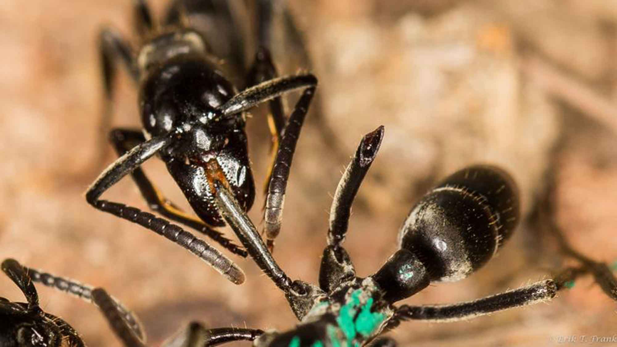 Julius Maximilians Universität Würzburg: Ameisen erkennen infizierte Wunden und behandeln sie mit Antibiotika Julius Maximilians Universität Würzburg: Ameisen erkennen infizierte Wunden und behandeln sie mit Antibiotika