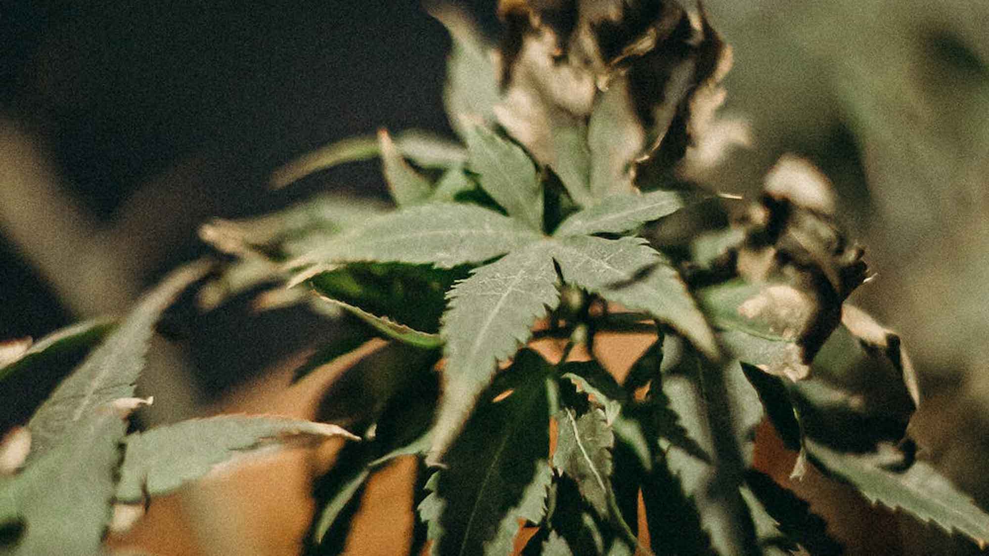 Cannabis Umfrage: Die Hälfte der Menschen in Deutschland würde bei Legalisierung Cannabis konsumieren