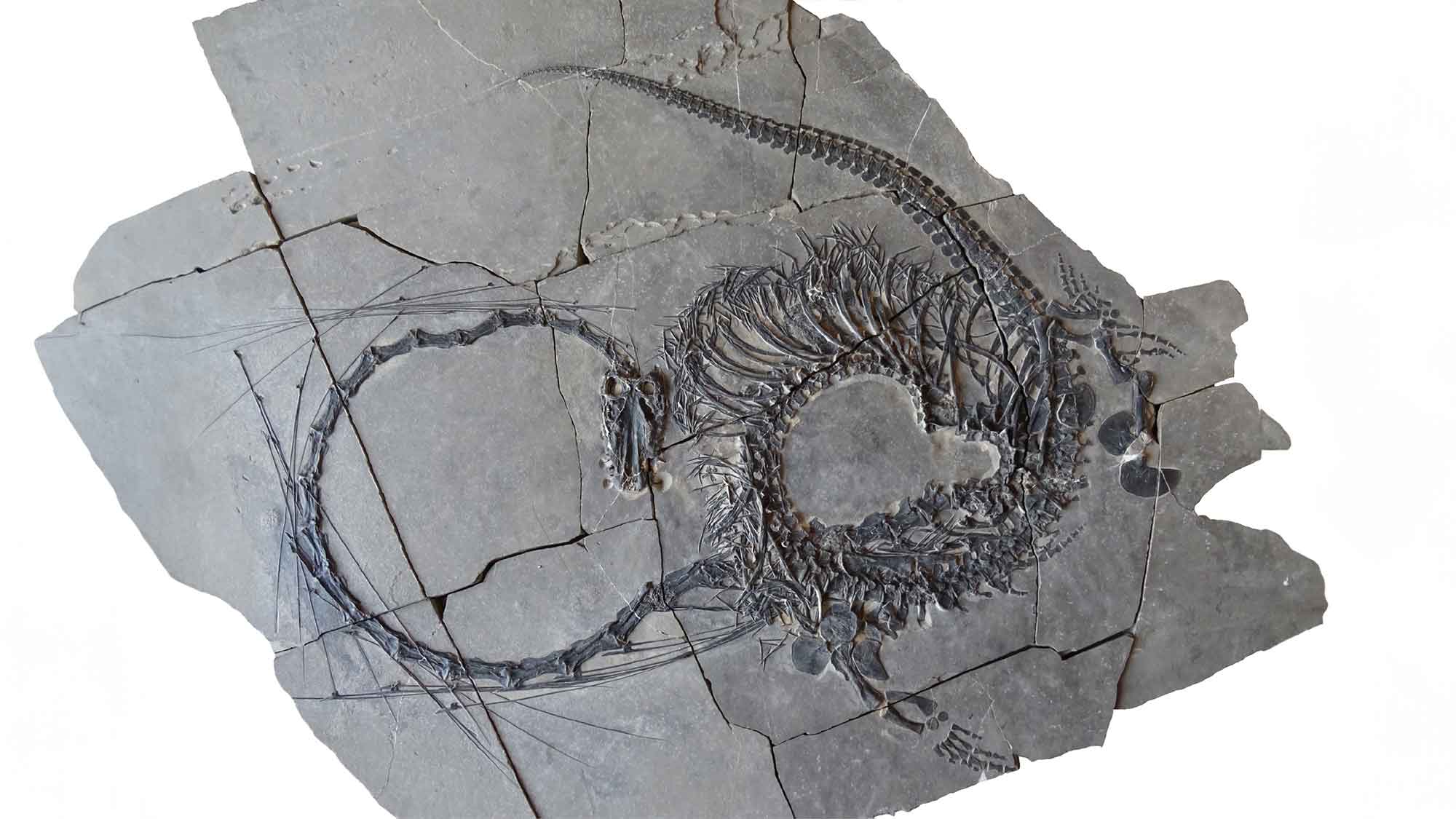 Staatliches Museum für Naturkunde Stuttgart: Forscher stellen einen 240 Millionen Jahre alten »Chinesischen Drachen« vor