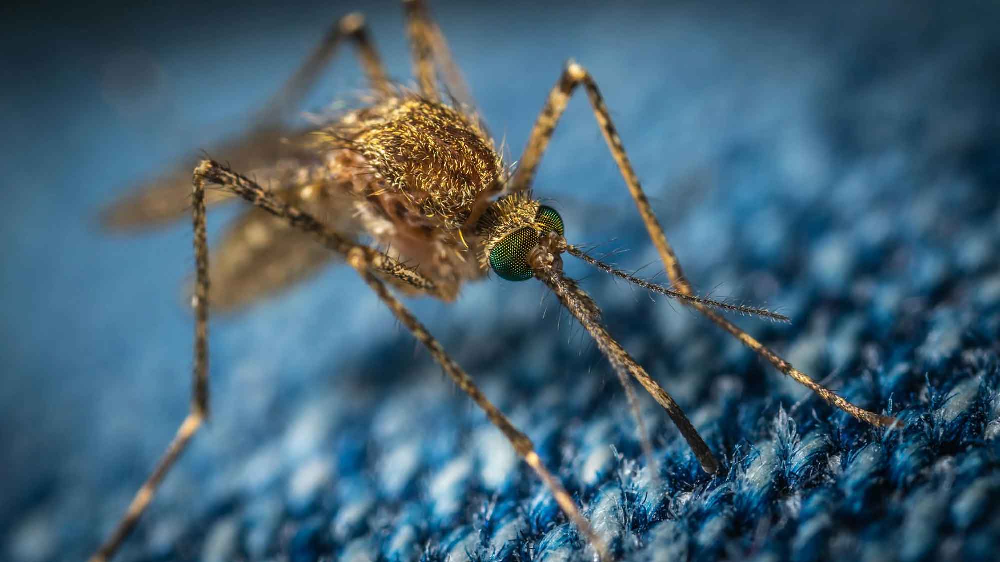 Zavamed: Tropische Mücken in Deutschland – wie groß ist die Gefahr? Zavamed: Tropische Mücken in Deutschland – wie groß ist die Gefahr?