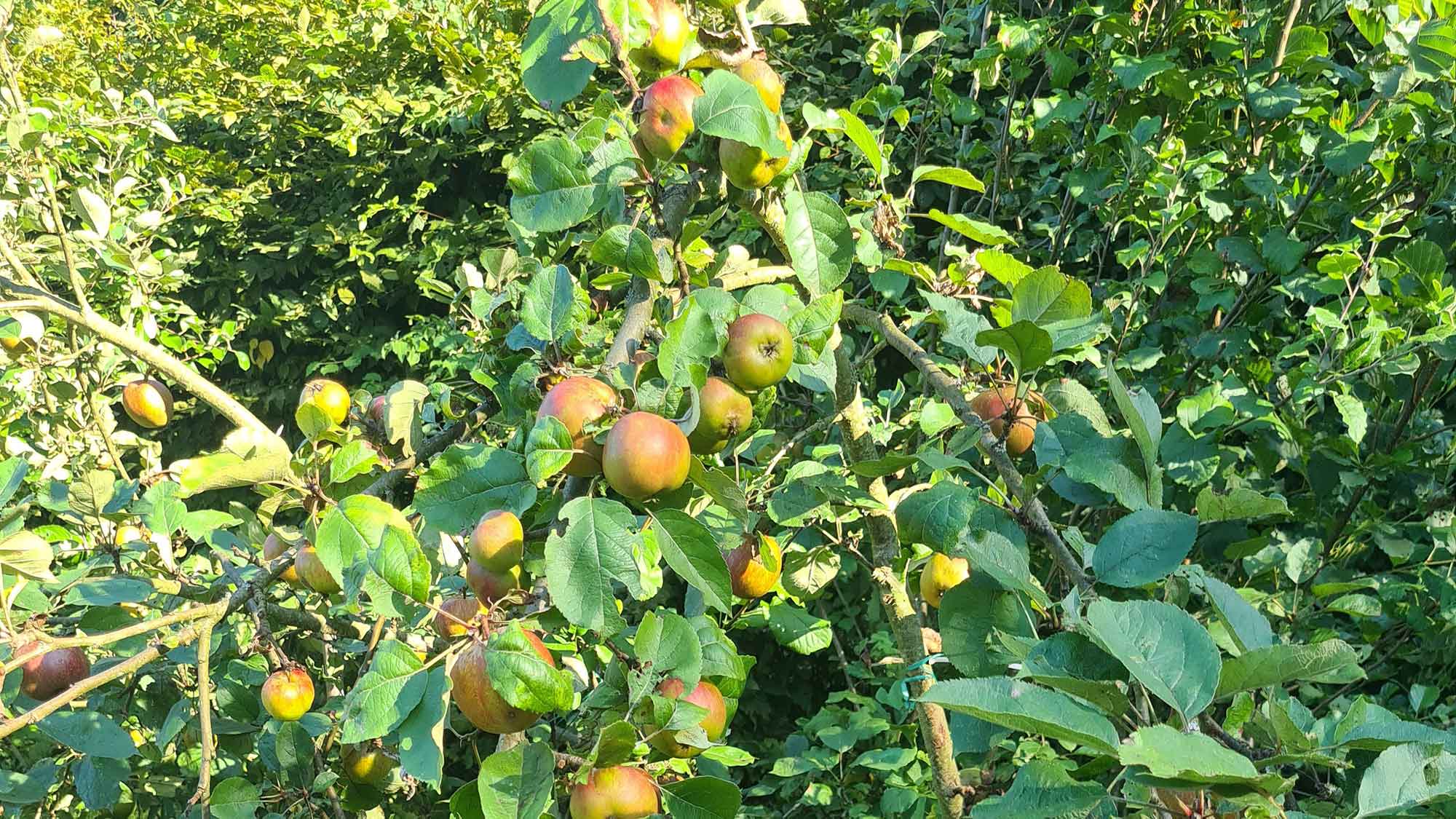 Obstbaumaktion für Gütersloher: Umweltamt verteilt 50 Obstbäume zum Sonderpreis Obstbaumaktion für Gütersloher: Umweltamt verteilt 50 Obstbäume zum Sonderpreis