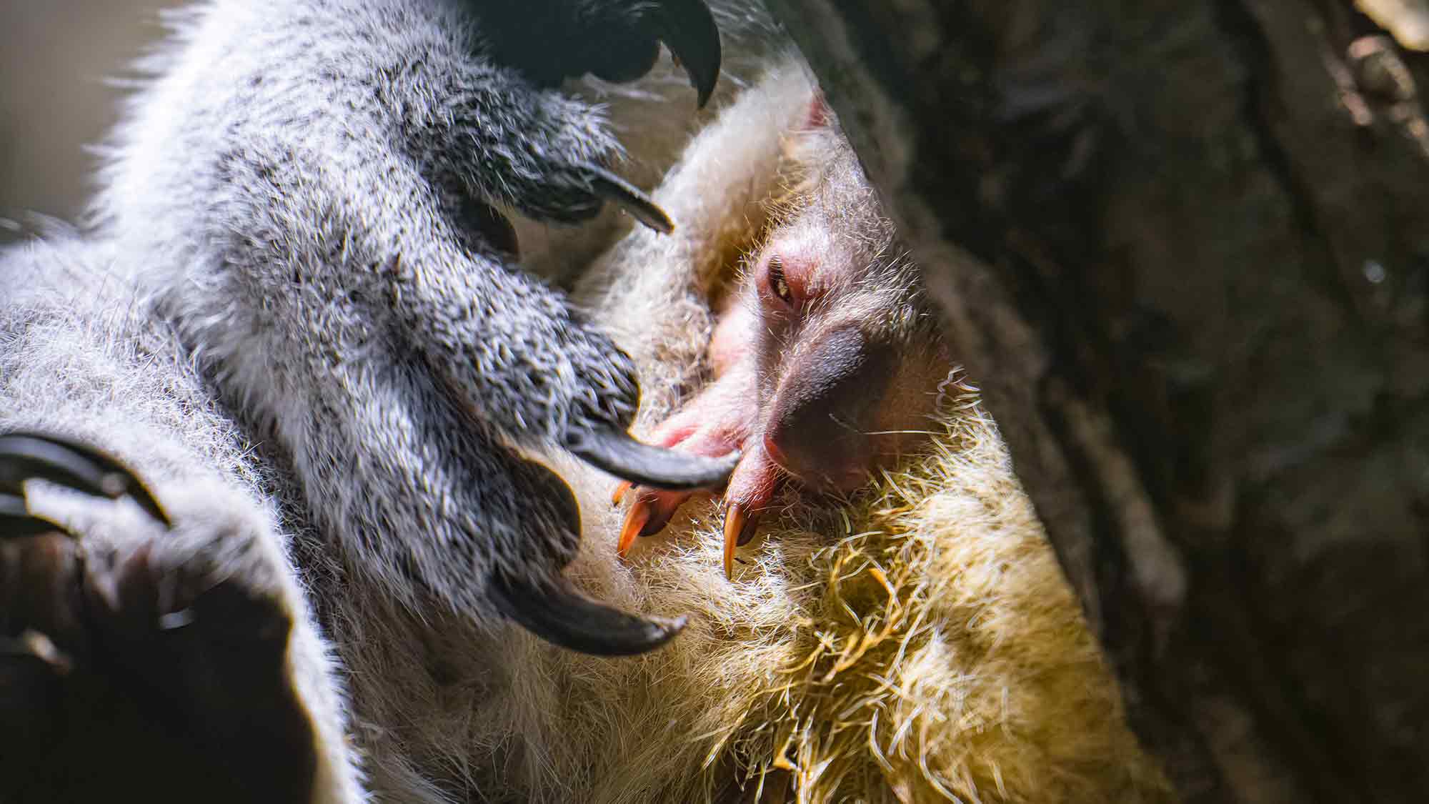 Freudige Nachrichten aus dem Koalahaus: ein neues Jungtier im Zoo Duisburg Freudige Nachrichten aus dem Koalahaus: ein neues Jungtier im Zoo Duisburg