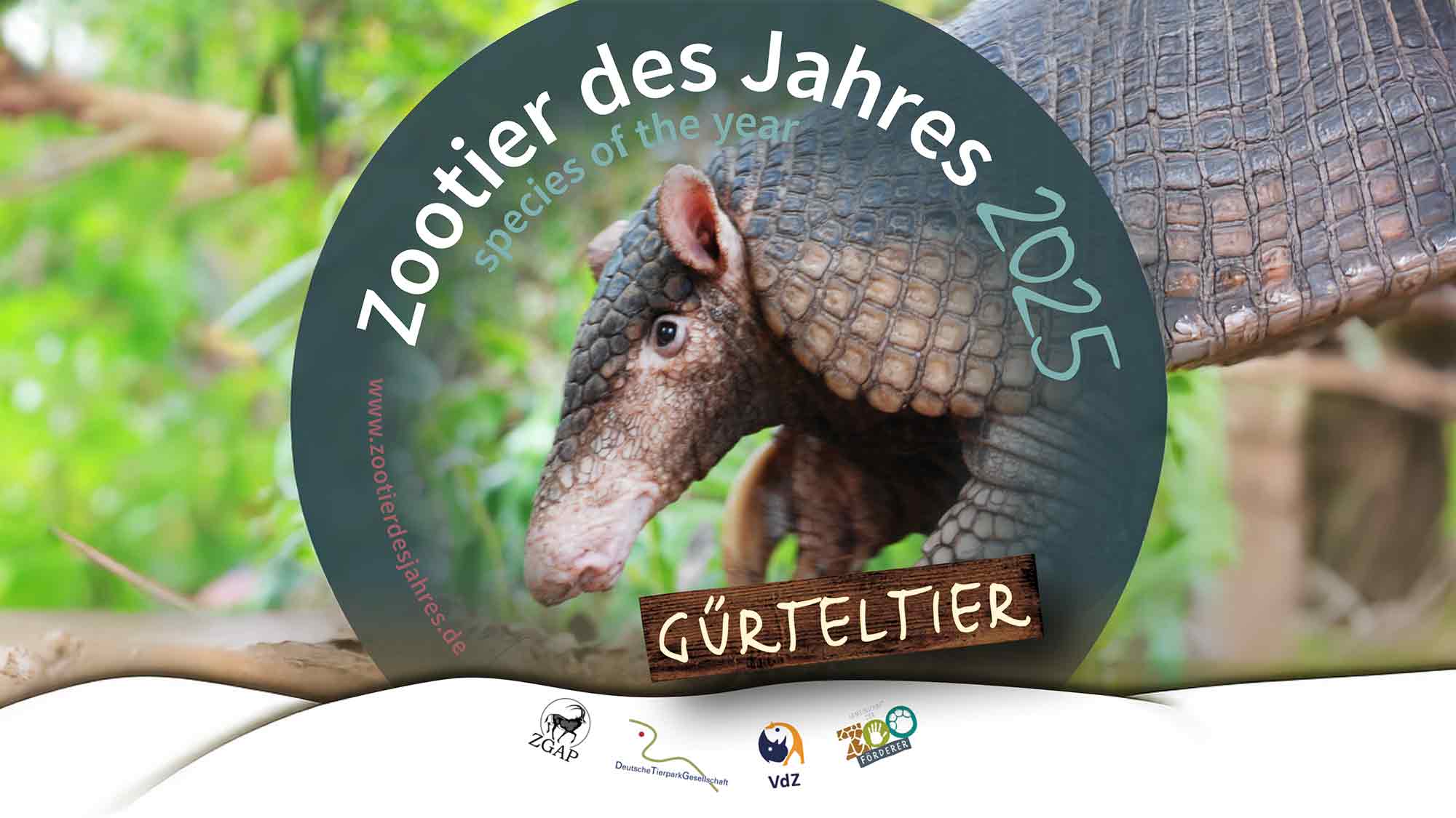 Gürteltier ist Zootier des Jahres 2025: Tiergarten Mönchengladbach unterstützt Artenschutzkampagne Gürteltier ist Zootier des Jahres 2025: Tiergarten Mönchengladbach unterstützt Artenschutzkampagne