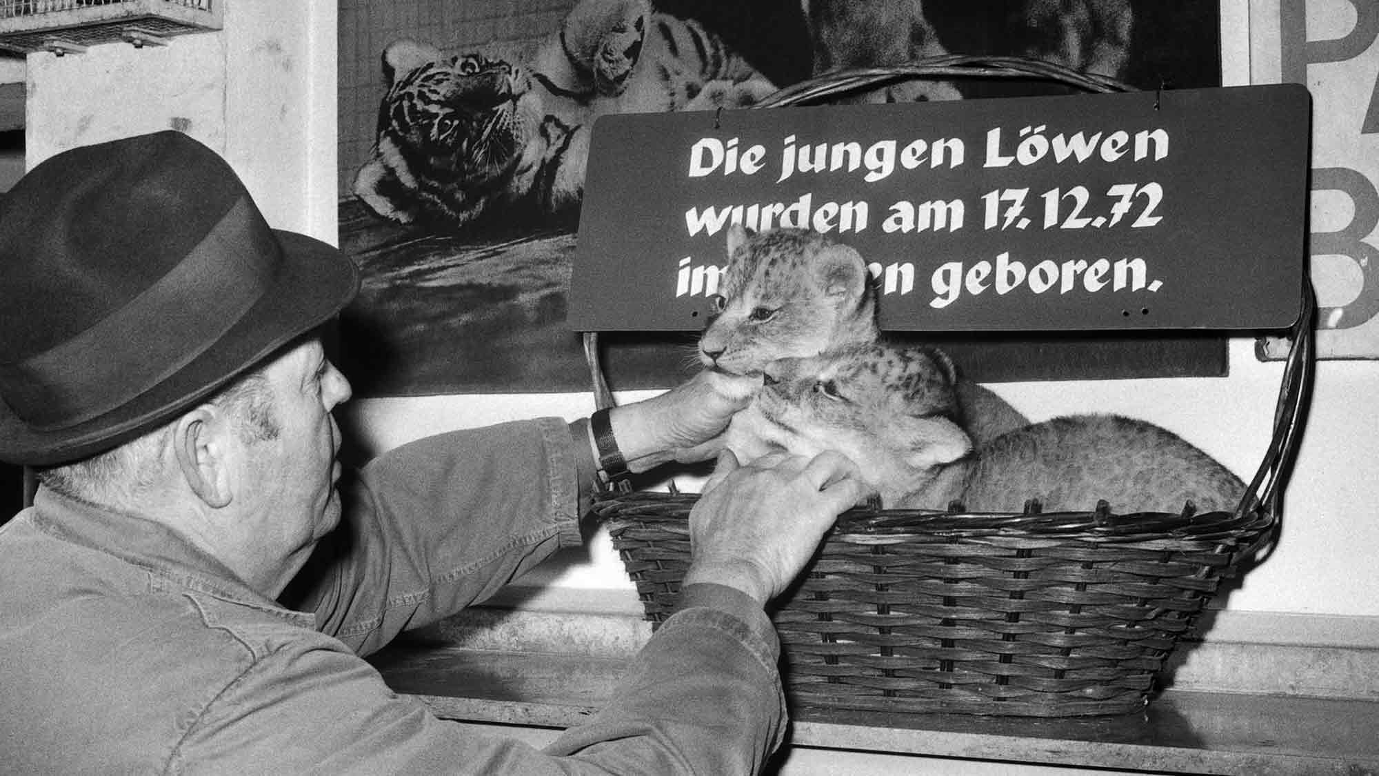 Neue Ausstellung zu Münsters Malerinnen und Löwenbabys im Zoo, Veranstaltungen des Stadtmuseums Neue Ausstellung zu Münsters Malerinnen und Löwenbabys im Zoo, Veranstaltungen des Stadtmuseums