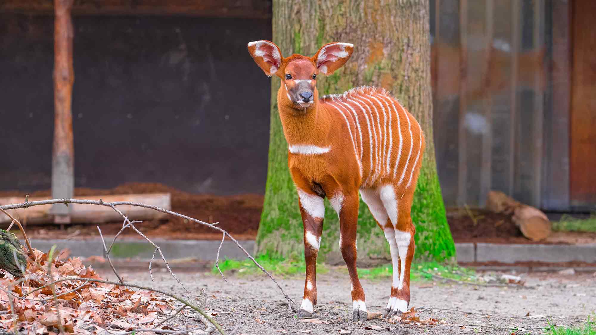 #Zoo #Duisburg: Besondere Themenführungen im Februar, März und April 2025 #Zoo #Duisburg: Besondere Themenführungen im Februar, März und April 2025