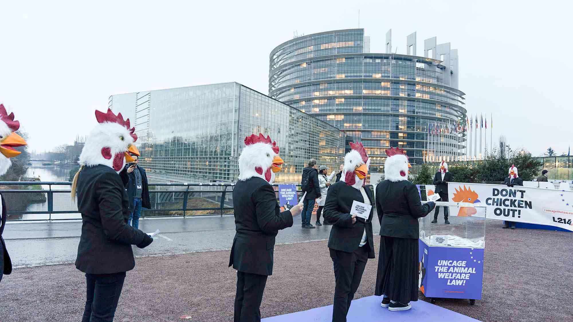 »Don’t Chicken Out«: Animal Society fordert das Europäische Parlament zum Handeln auf »Don’t Chicken Out«: Animal Society fordert das Europäische Parlament zum Handeln auf