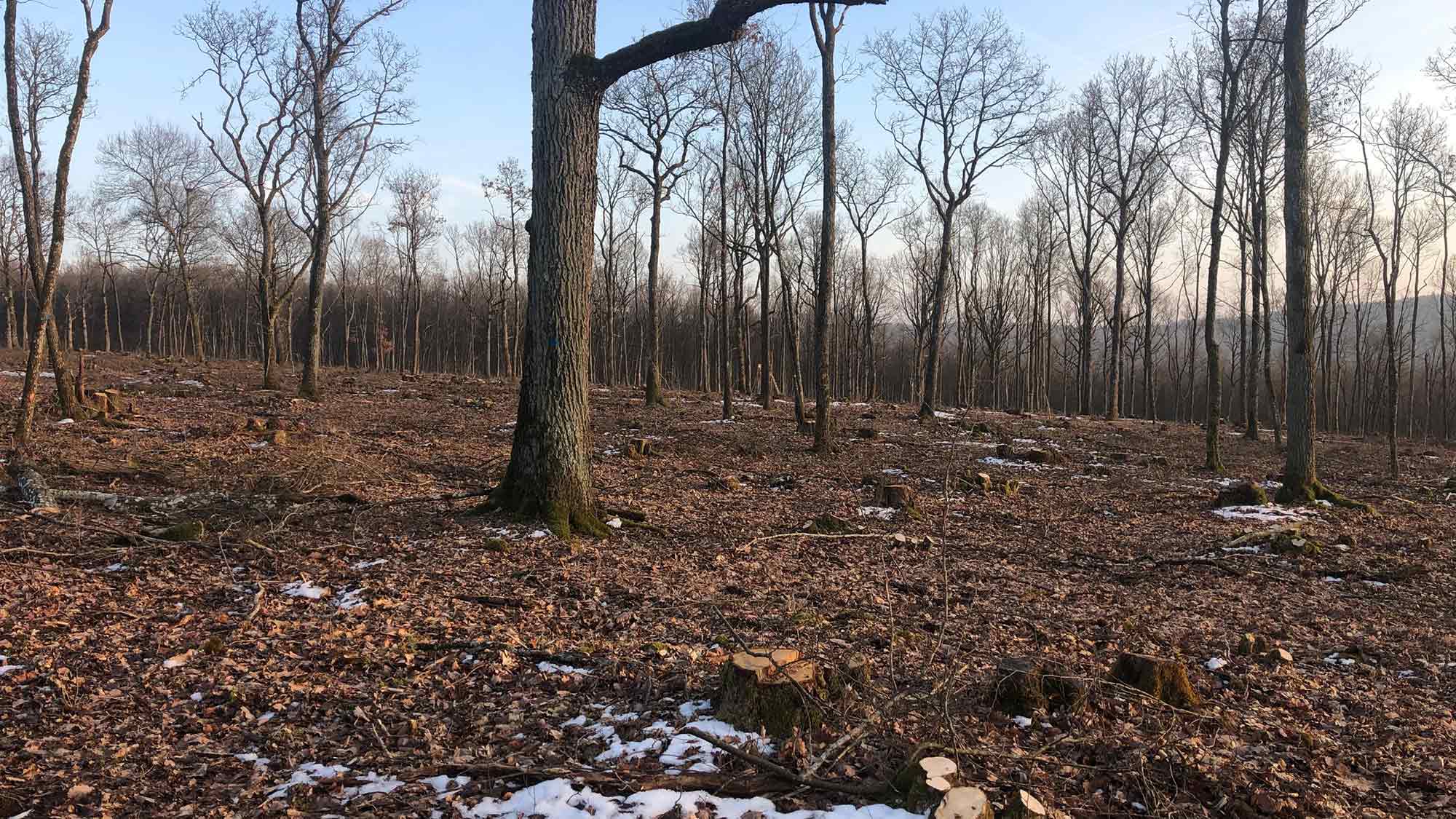 Landesverband verwandelt Wald in neuen Lebensraum für unzählige Arten Landesverband verwandelt Wald in neuen Lebensraum für unzählige Arten