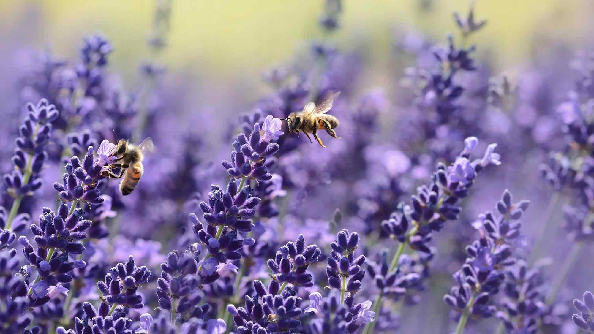 Apisticus Tag: 100 Jahre Bienenkunde in Münster, Pflanzenschutzgeräte auf dem Prüfstand, Primeln bringen Farbe in den Winter Apisticus Tag: 100 Jahre Bienenkunde in Münster, Pflanzenschutzgeräte auf dem Prüfstand, Primeln bringen Farbe in den Winter